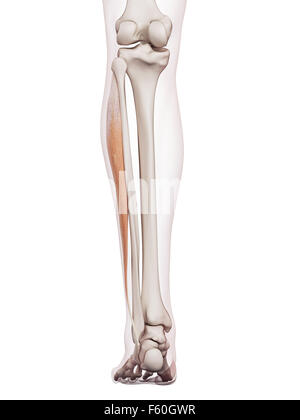 Dal punto di vista medico il muscolo accurata illustrazione del peroneus longus Foto Stock