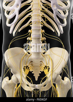 Dal punto di vista medico illustrazione accurata dei nervi addominale Foto Stock