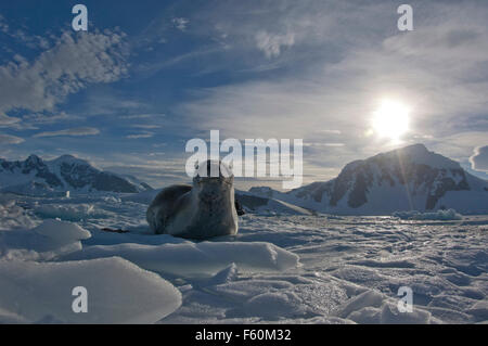 Guarnizione di Leopard (Hydrurga leptonyx) su ghiaccio Foto Stock