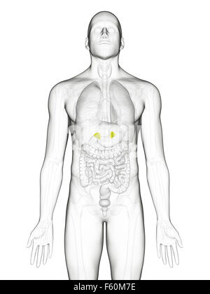 Dal punto di vista medico illustrazione accurata delle ghiandole surrenali Foto Stock