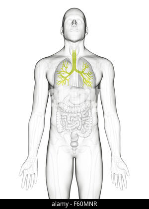 Dal punto di vista medico illustrazione accurata dei bronchi Foto Stock
