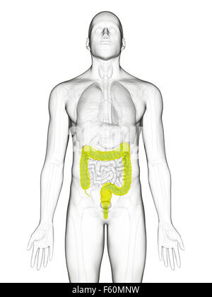 Dal punto di vista medico illustrazione accurata del colon Foto Stock