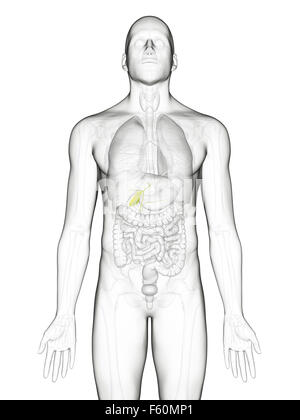 Dal punto di vista medico illustrazione accurata della cistifellea Foto Stock