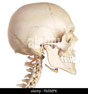 Medical accurata illustrazione del obliquus capitis inferiore Foto Stock