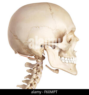 Medical accurata illustrazione del obliquus capitis superior Foto Stock