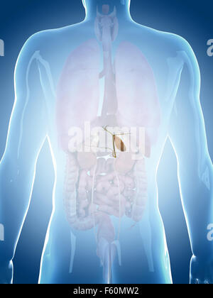 Dal punto di vista medico illustrazione accurata della cistifellea Foto Stock