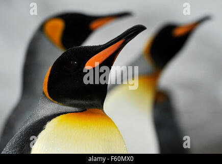 Re pinguino, Antartide Foto Stock