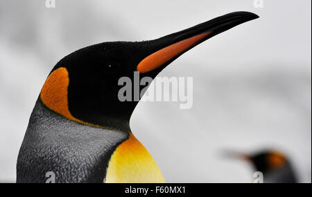 Re pinguino, Antartide Foto Stock