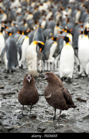 Skua marrone e King Penguin Foto Stock