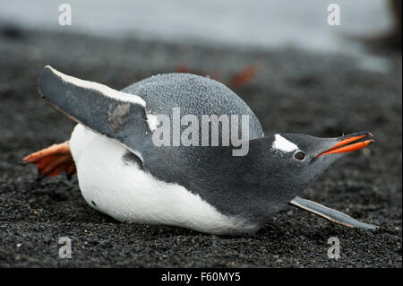 Pinguino di Gentoo Foto Stock