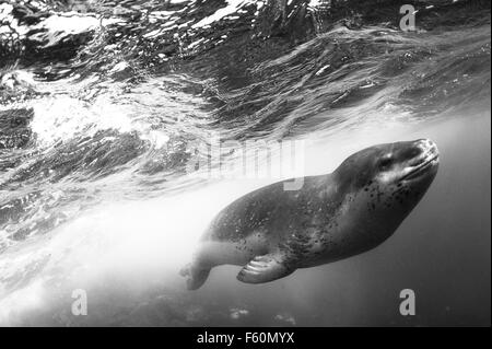 Foca leopardo Foto Stock