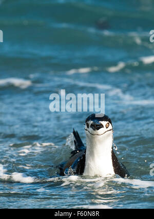 Pinguini Chinstrap Foto Stock