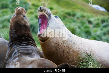 Elefante marino del sud Foto Stock