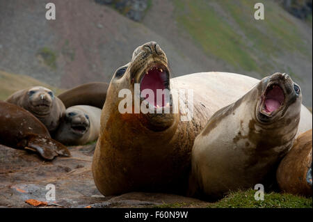 Elefante marino del sud Foto Stock