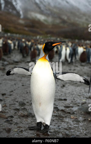Pinguino reale Foto Stock