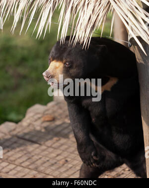 Sun bear (Helarctos malayanus), nel suo involucro a specie rare Conservation Centre, Sandwich, Kent Foto Stock