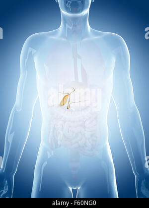 Dal punto di vista medico illustrazione accurata della cistifellea Foto Stock