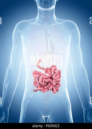 Dal punto di vista medico illustrazione accurata del piccolo intestino Foto Stock