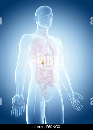 Dal punto di vista medico illustrazione accurata della cistifellea Foto Stock