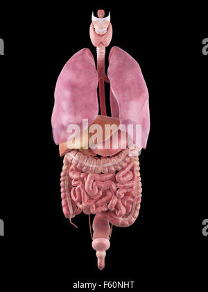 Dal punto di vista medico illustrazione accurata degli organi umani Foto Stock