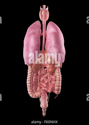 Dal punto di vista medico illustrazione accurata degli organi umani Foto Stock