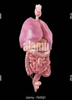 Dal punto di vista medico illustrazione accurata degli organi umani Foto Stock