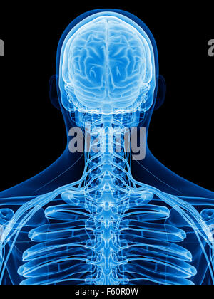 Dal punto di vista medico illustrazione accurata dei nervi Foto Stock