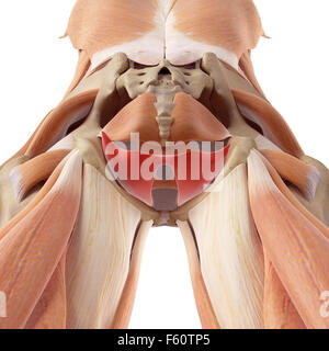 Dal punto di vista medico illustrazione accurata del coccygeus Foto Stock