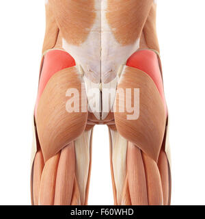 Dal punto di vista medico illustrazione accurata del gluteo medius Foto Stock