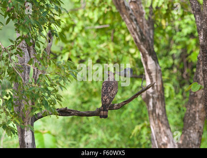 L'immagine dell'aquila modificabile ( Spizaetus cirrhatus ) attaccato da bianco gonfiato drongo era prendere in Tadoba national park, India Foto Stock