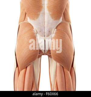 Dal punto di vista medico illustrazione accurata dei muscoli di fondo Foto Stock