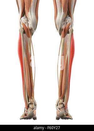 Dal punto di vista medico illustrazione accurata del peroneus longus Foto Stock