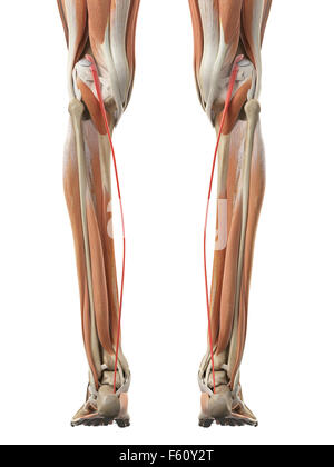 Dal punto di vista medico illustrazione accurata di plantaris Foto Stock