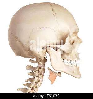 Medical accurata illustrazione del thyrohyoid Foto Stock