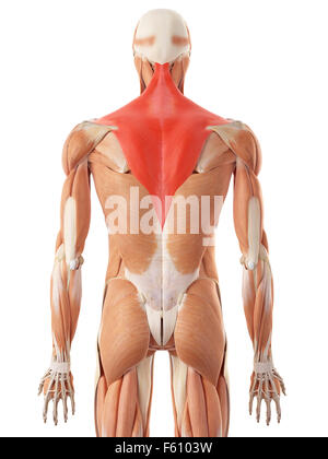 Dal punto di vista medico illustrazione accurata del trapezius Foto Stock