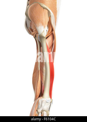 Dal punto di vista medico illustrazione accurata del vastus medialis Foto Stock