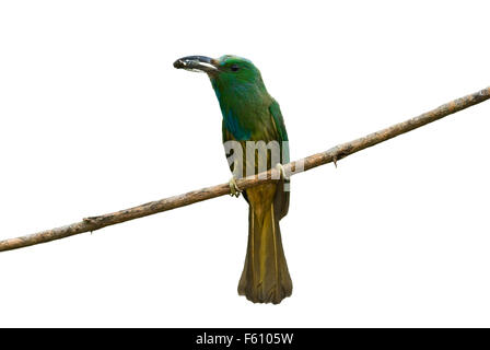 Bella blu barbuto bee eater mangiando insetti Foto Stock