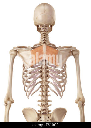 Medical accurata illustrazione del romboidale principali Foto Stock
