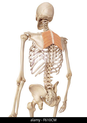 Medical accurata illustrazione dei muscoli romboidali Foto Stock