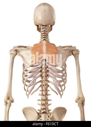 Medical accurata illustrazione dei muscoli romboidali Foto Stock
