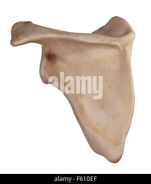 Dal punto di vista medico illustrazione accurata della scapola Foto Stock