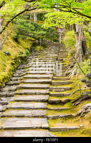 Giappone, Kyoto Arashiyama, Jojakko-ji. Indossato moss-roccioso coperto di gradini di pietra che conduce attraverso gli alberi sospesi. La primavera. Foto Stock