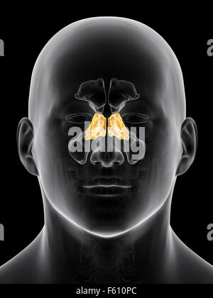 Dal punto di vista medico illustrazione accurata della sinusite etmoide sinus Foto Stock