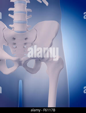 Dal punto di vista medico illustrazione accurata - ossa dell'anca Foto Stock