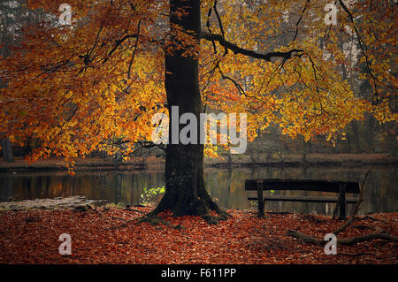 Europeo comune o di faggio (Fagus sp.), fogliame autunnale, panca in legno, lago, Klövensteen, Amburgo, Germania Foto Stock