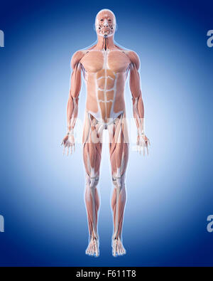 Dal punto di vista medico illustrazione accurata del sistema muscolare Foto Stock