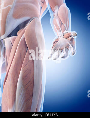 Dal punto di vista medico illustrazione accurata della Mano anatomia Foto Stock