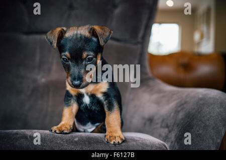 Jack Russell Terrier cucciolo seduto su una sedia Foto Stock