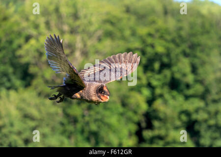 São Tomé Barbagianni (Tyto thomensis), Adulto battenti, Kasselburg, Eifel, Germania Foto Stock