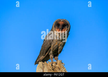 São Tomé Barbagianni (Tyto thomensis), Adulto su lookout, Kasselburg, Eifel, Germania Foto Stock